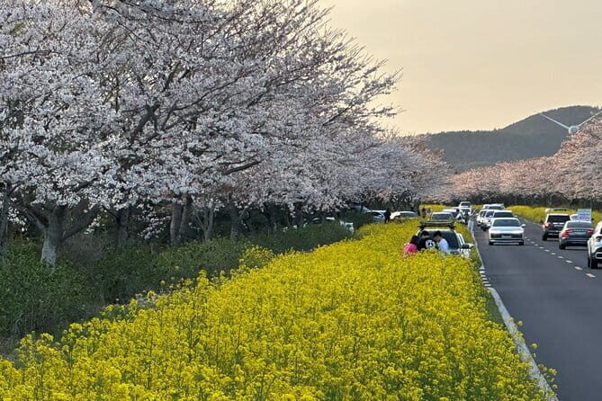 Small Group Tour East Jeju Cherry Blossom & Woman Diver Show - FAQs
