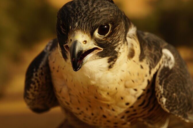 Small-Group Tour: Falcon 2Dubai Falconry Safari - What Makes This Tour Stand Out?