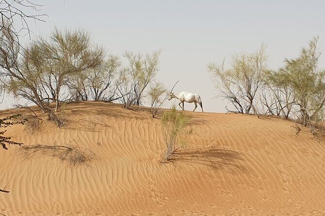 Small-Group Tour: Falcon 2Dubai Falconry Safari - Is It Worth the Cost?