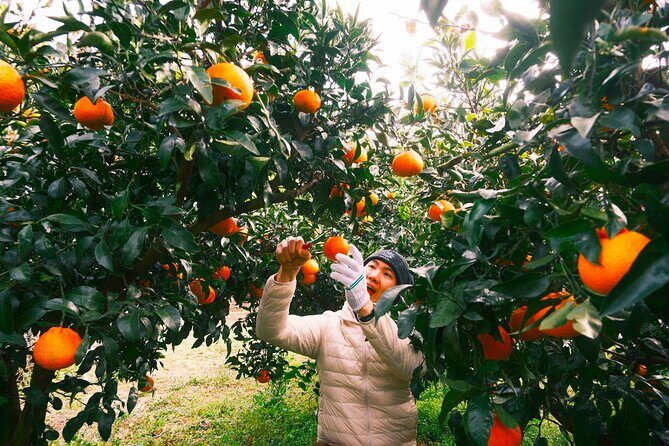 Small Group Tour for Jeju Fall Pink Muhly, Tangerines & Mt. Halla - Key Points