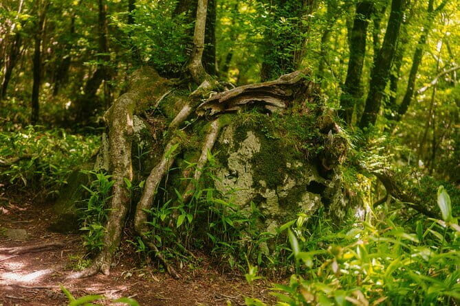 Small Group Tour in South Jeju Healing Island - Who Will Love This Tour?
