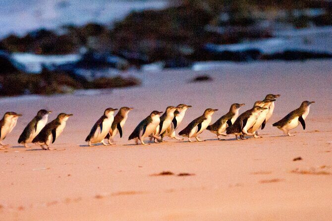 Small Group Tour of 2-7pax in Phillip Island & Churchill Island - Exploring Churchill Island: A Peaceful Introduction