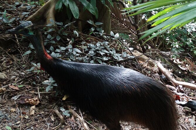 Small-Group Trekking Experience in Daintree National Park - Key Points