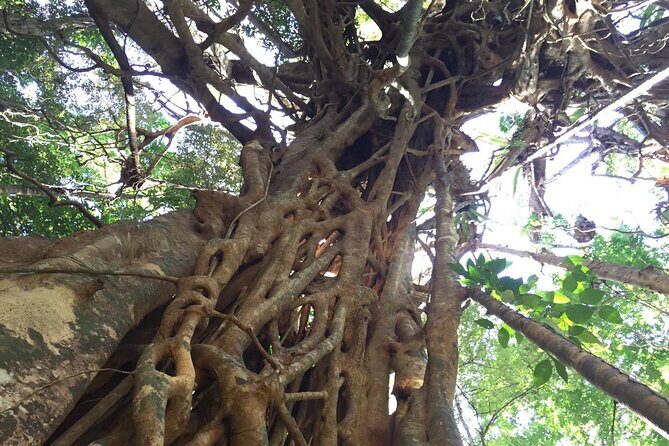 Small-Group Trekking Experience in Daintree National Park - In-Depth Look at the Itinerary