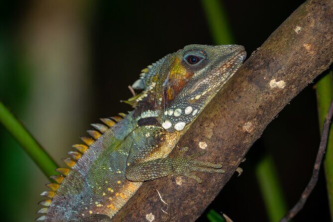 Small-Group Trekking Experience in Daintree National Park - Final Thoughts