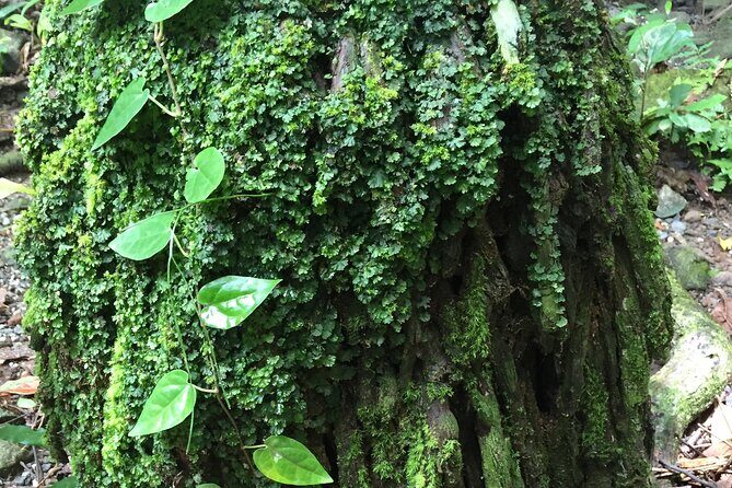 Small-Group Trekking Experience in Daintree National Park - FAQ
