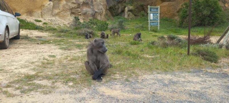 Small Group Trip of Table Mountain, Penguins, and Cape Point - Practical Tips for Making the Most of the Tour