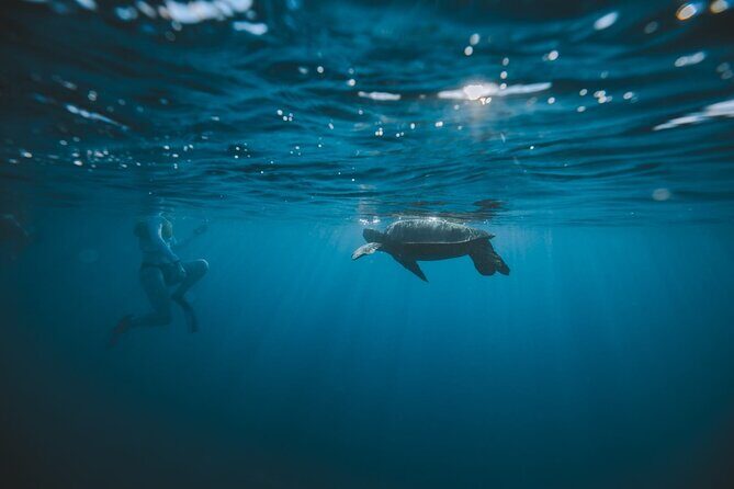 Small Group Turtle Canyon Snorkel in Waikiki - FAQ