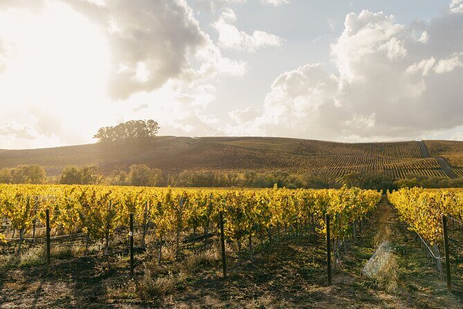 Small Group: Ultimate Napa and Sonoma Wine Tour- San Francisco - FAQ