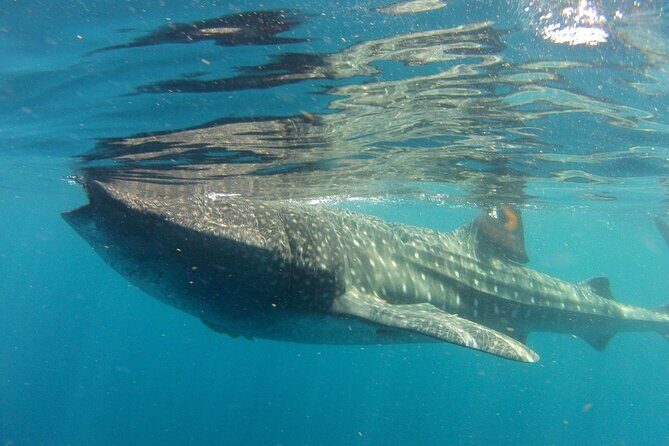 Small-Group Whale Shark and Snorkeling Tour from Cancun - An Honest Look at the Experience