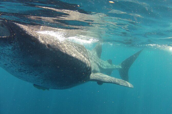Small-Group Whale Shark and Snorkeling Tour from Cancun - Price and Value