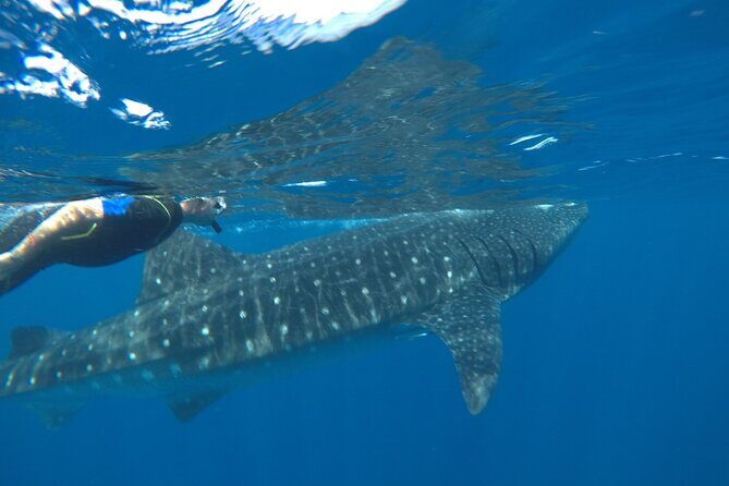 Small-Group Whale Shark and Snorkeling Tour from Cancun - Who Is This Tour Best For?