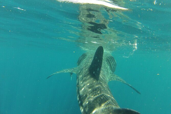 Small-Group Whale Shark and Snorkeling Tour from Cancun - The Sum Up: Is This Tour Worth It?