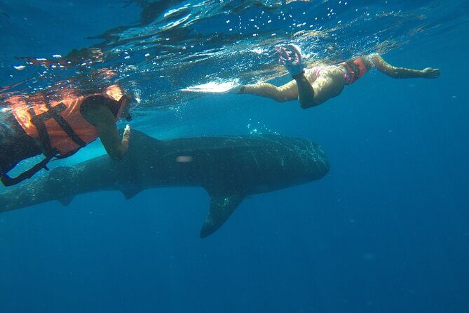 Small-Group Whale Shark and Snorkeling Tour from Cancun - FAQ