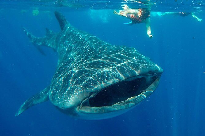 Small Group Whale Shark Encounter - 10 years in business - An Overview of the Experience