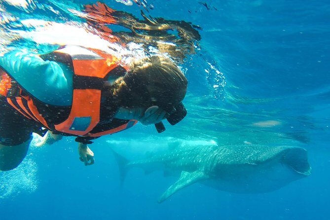 Small Group Whale Shark Encounter - 10 years in business - A Detailed Breakdown of the Itinerary