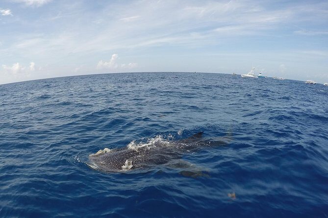 Small Group Whale Shark Encounter - 10 years in business - FAQ