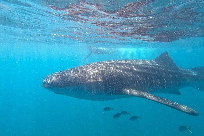 Small group whale shark experiences in La Paz - What You Can Expect from the Itinerary