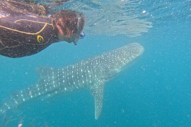 Small group whale shark experiences in La Paz - The Flipside: What to Watch For