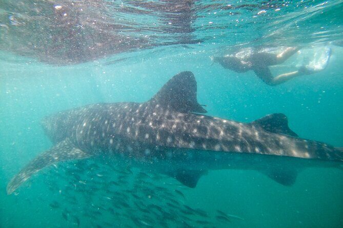 Small group whale shark experiences in La Paz - Who Will Love This Tour?