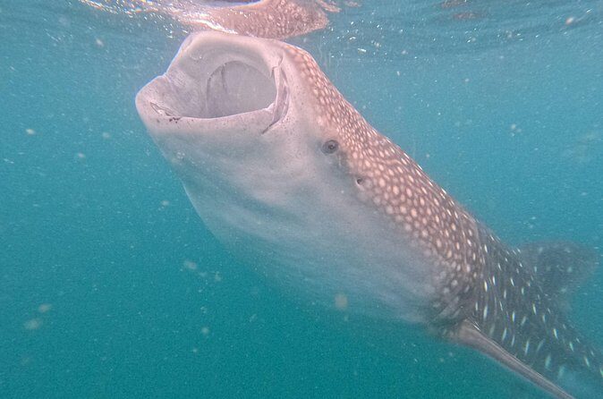 Small group whale shark experiences in La Paz - Practical Tips for Booking