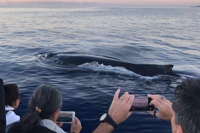 Small-Group Whale Watching Adventure - Dive Into the Details of the Maui Whale Watching Experience