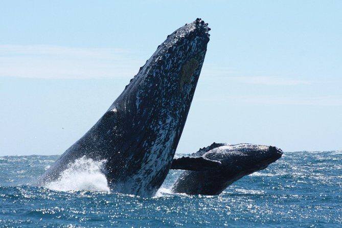 Small-Group Whale Watching Zodiac Boat Cruise in Cabo San Lucas - Why Choose This Small-Group Zodiac Whale Watching Tour?