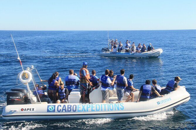 Small-Group Whale Watching Zodiac Boat Cruise in Cabo San Lucas - The Bottom Line: Who Should Book This Tour?