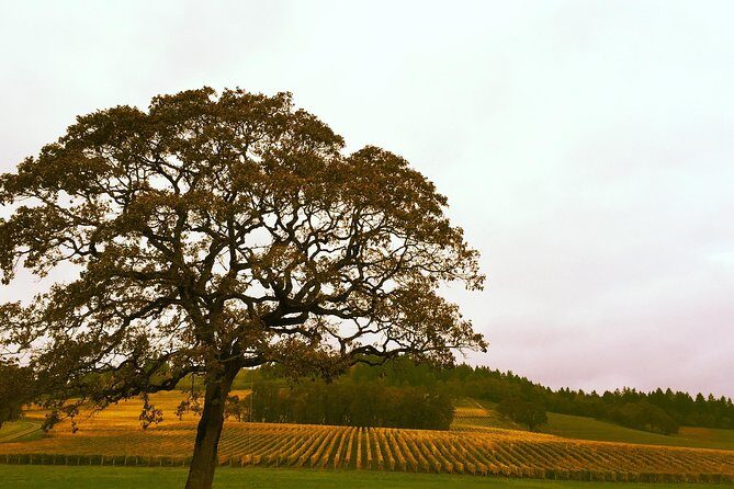Small Group: Willamette Valley Wine Tour From Portland (Tasting Fees Included) - The Transportation: Comfort and Style in a Mercedes-Benz 4x4