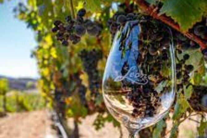 Small Group Wine Tour to Temecula from Los Angeles - Authentic Feedback from Travelers