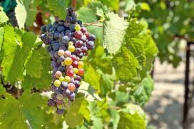 Small Group Wine Tour to Temecula from Los Angeles - Who Is This Tour Best For?