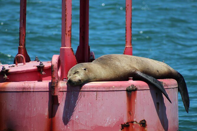 Small-Group Yacht Sailing Experience on San Diego Bay - FAQ