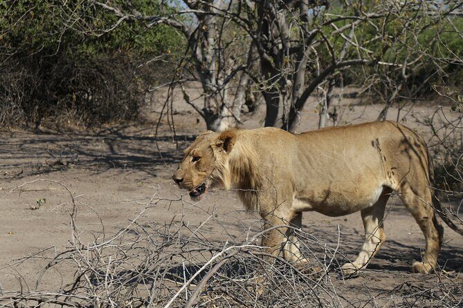 Small Group: Zambezi National Park Guided Game Drive - An Excursion into the Heart of Zambezi National Park