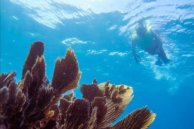 Small - Guided Shallow 2 Tank Dive Experience in Key Largo ALL GEAR INCLUDED - Key Points