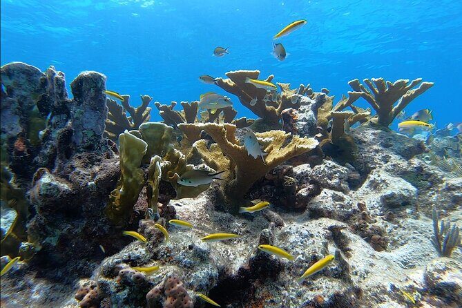 Small - Guided Shallow 2 Tank Dive Experience in Key Largo ALL GEAR INCLUDED - FAQs