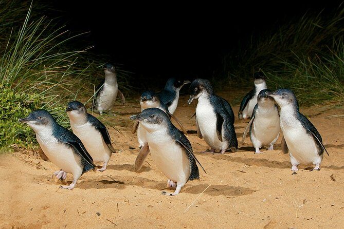 Small Tour (8 ppl) Phillip Island Hike & Penguin Parade Day Tour - Who Will Enjoy This Tour?
