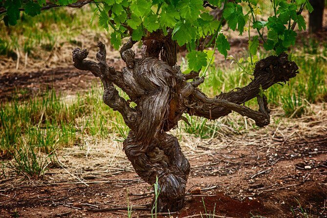 Small Tour Barossa Valley Voyager Tour from Adelaide - Final Thoughts