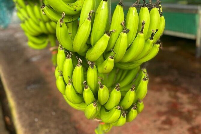 Small train tour of a banana farm in Martinique - The Value for Travelers