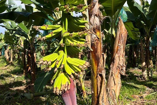 Small train tour of a banana farm in Martinique - Who Should Consider This Tour?