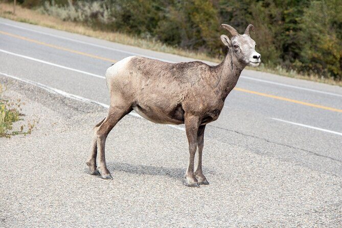 Smartphone Audio Driving Tour between Banff and Calgary - Practical Details and Tips