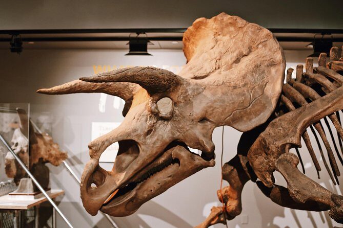 Smithsonian Museum of Natural History - Exclusive Guided Tour - The Guides: Knowledge and Enthusiasm Matter