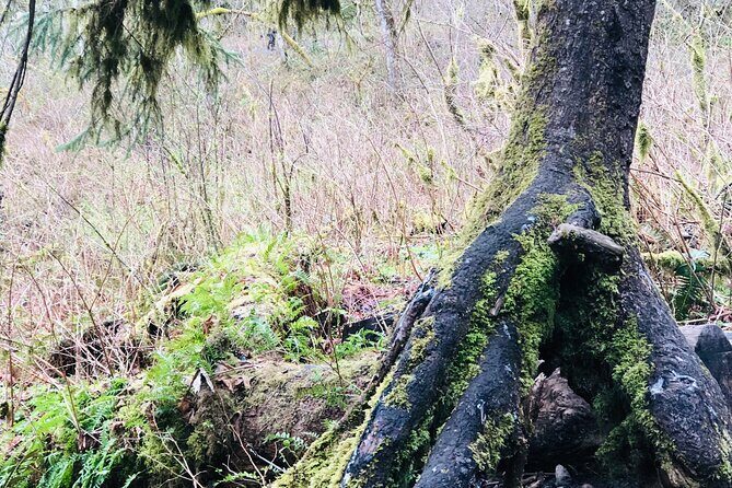 Snoqualmie falls and Twin Falls Hike - FAQ