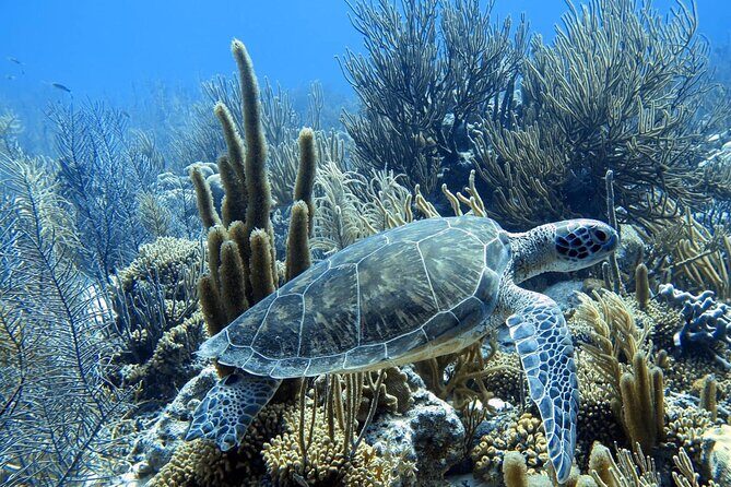 Snorkel Adventure at Bonaire Marine Park - Discover Bonaire’s Marine Life with a Private Snorkel Adventure