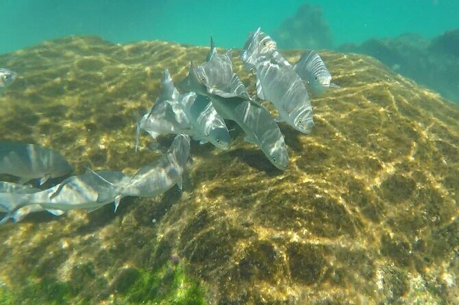 Snorkel Adventure at Cozumel! Transportation from Cancun & Playa Del Carmen - The Sum Up: Who Is This Tour Best For?