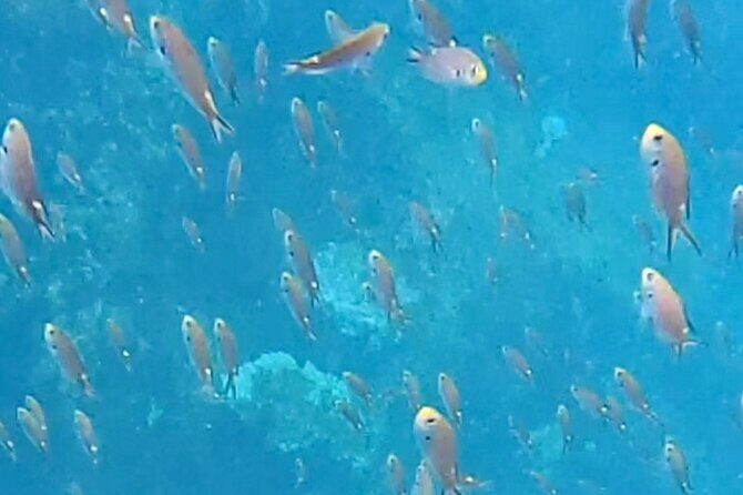 Snorkel Adventure in Marietas Islands or Punta Mita Reefs - An In-Depth Look at Your Snorkel Adventure