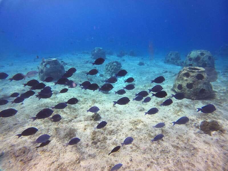 Snorkel along the coast with Chivis Del Mar. - Who Should Consider This Tour?