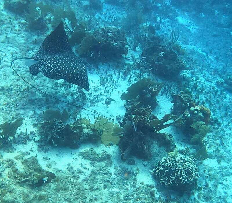 Snorkel along the coast with Chivis Del Mar. - Final Thoughts