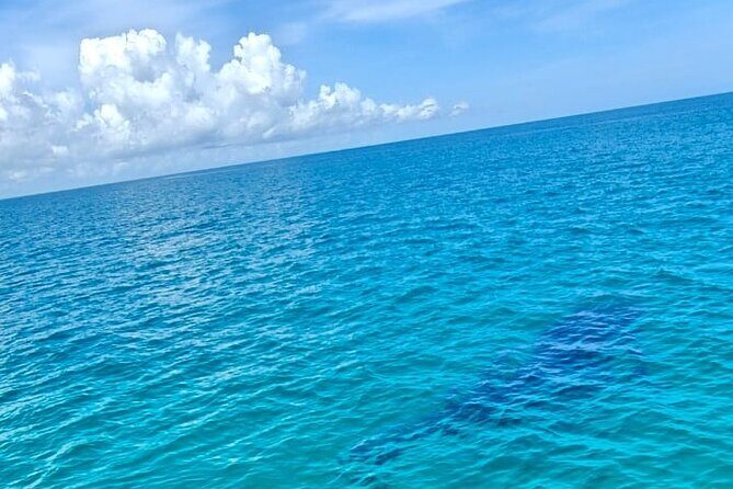 Snorkel and Swimming with Whale Shark in Cancun - The Experience: What You Can Expect