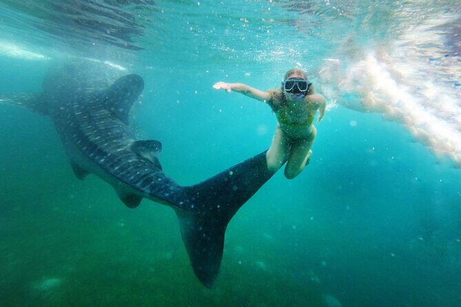 Snorkel and Swimming with Whale Shark in Cancun - Final Thoughts: Who Should Consider This Tour?