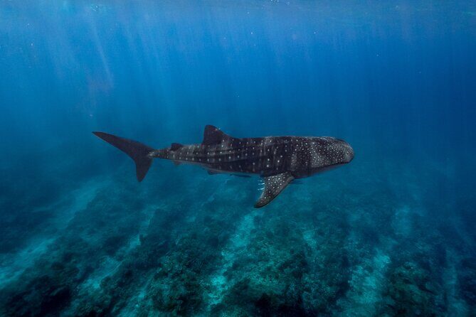 Snorkel and Swimming with Whale Shark in Cancun - Frequently Asked Questions (FAQs)
